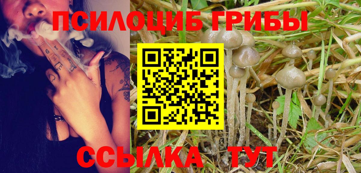Псилоцибиновые грибы Psilocybe  Вход с VPN  Валуйки  Галлюциногенные грибы прущие грибы 